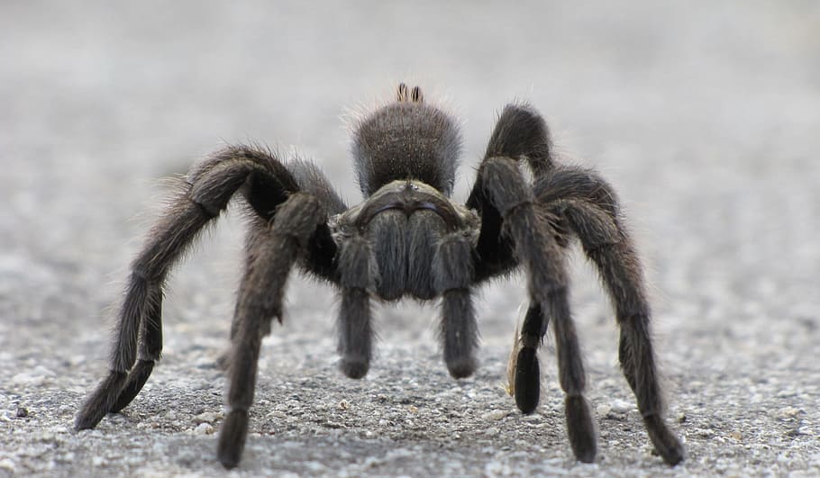 black tarantula on gray concrete pavement, walking on, floor