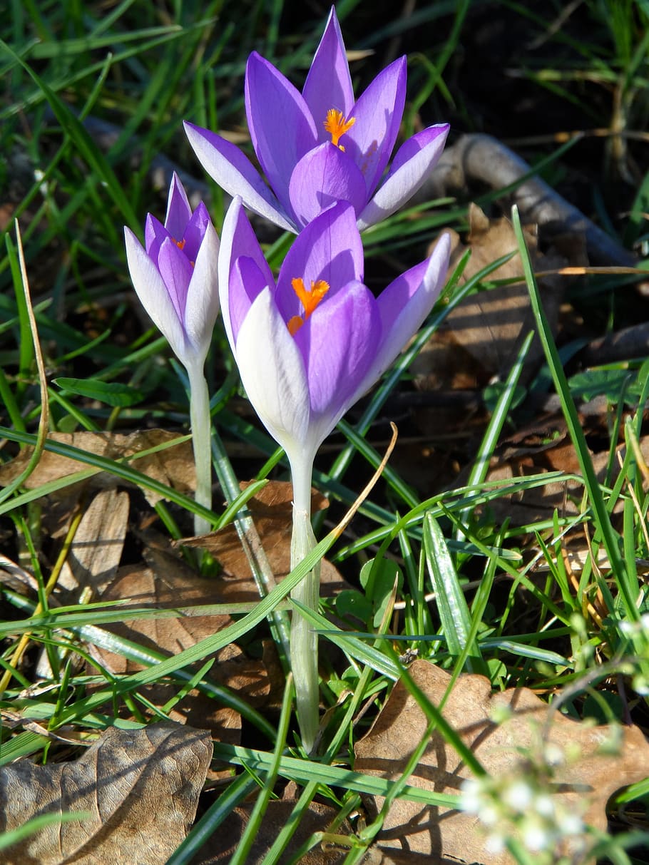Crocus, Purple, Violet, Flower, Blossom, bloom, spring, spring magic HD wallpaper