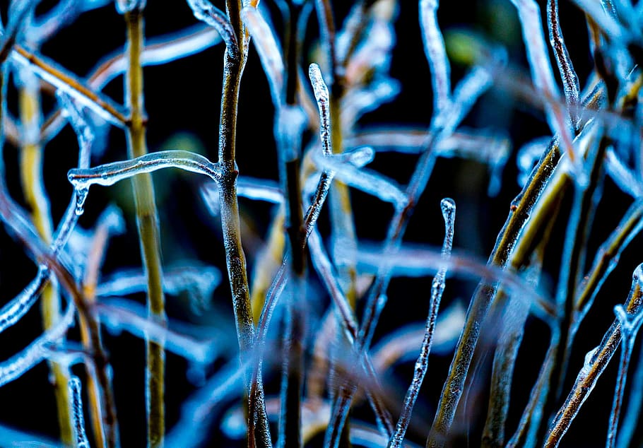 shallow focus photo of palnts, untitled, macro, ice, plant, zing HD wallpaper