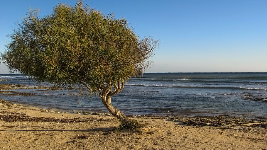 tree, beach, sea, nature, scenery, cove, ayia thekla, cyprus HD wallpaper