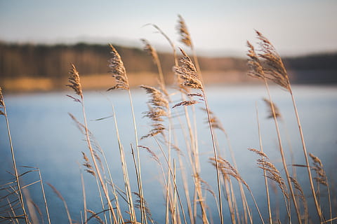 brown grasses near body of water, dry, dried, lake, reed, reeds HD wallpaper