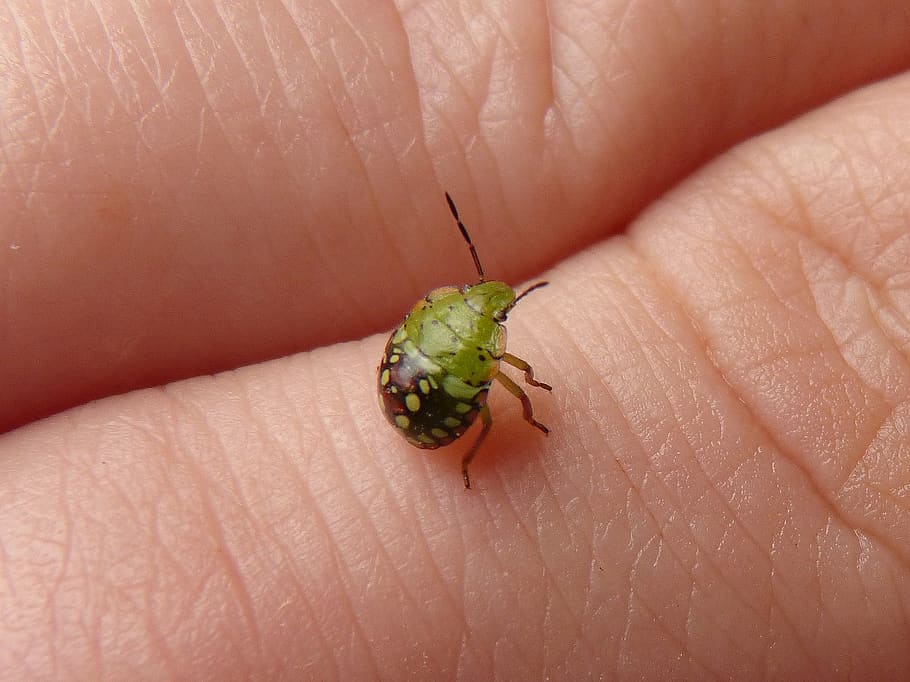 beetle, green, small, hand, insects, human body part, human hand HD wallpaper