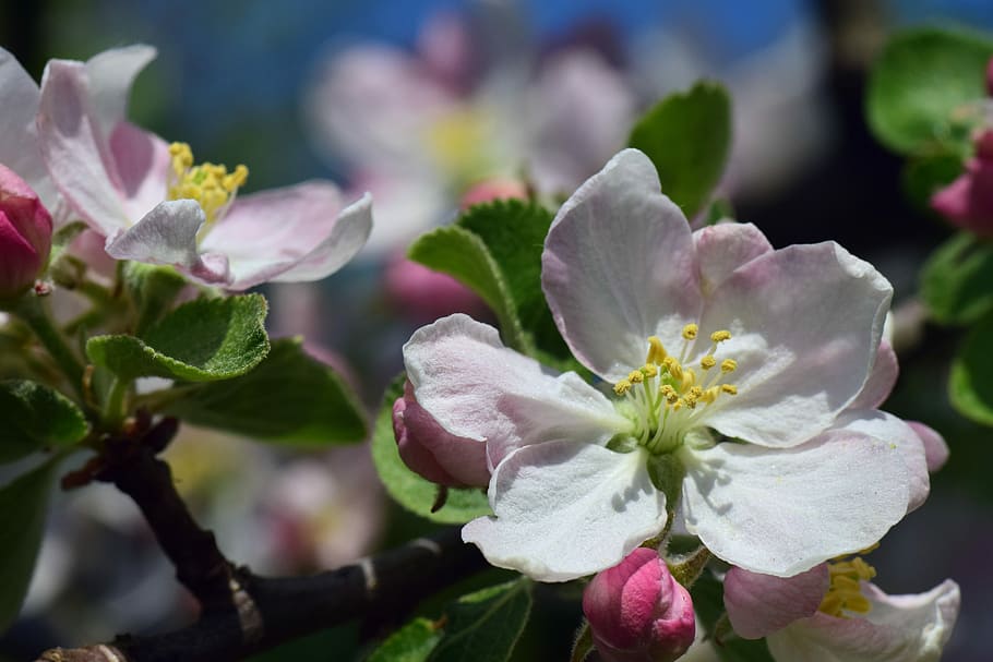 selective focus photo of white-and-pink petaled flowers, apple HD wallpaper