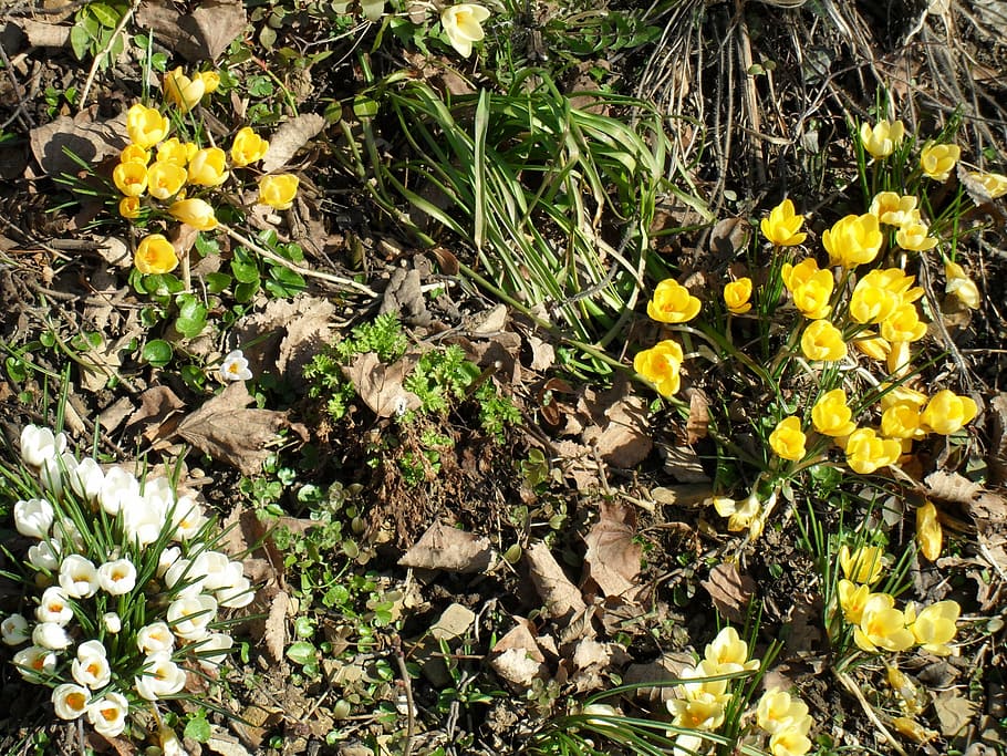 crocus, flower, blossom, bloom, spring, bühen, yellow, garden HD wallpaper