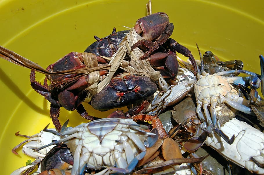 Crabs, Haiti, Shellfish, Seafood, Yellow, dinner, meal, dish HD wallpaper