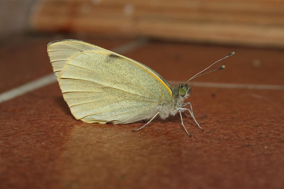 Butterfly, White, Yellow, Ground, pattern, close, macro, one animal HD wallpaper