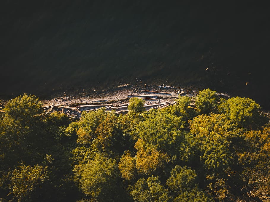 aerial photography of seashore surrounded with trees, aerial view of green leafed trees HD wallpaper