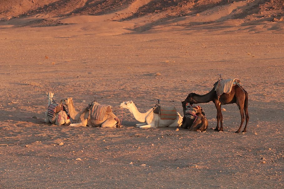 camel, animal, caravan, morocco, wilderness, mountains, the sky HD wallpaper