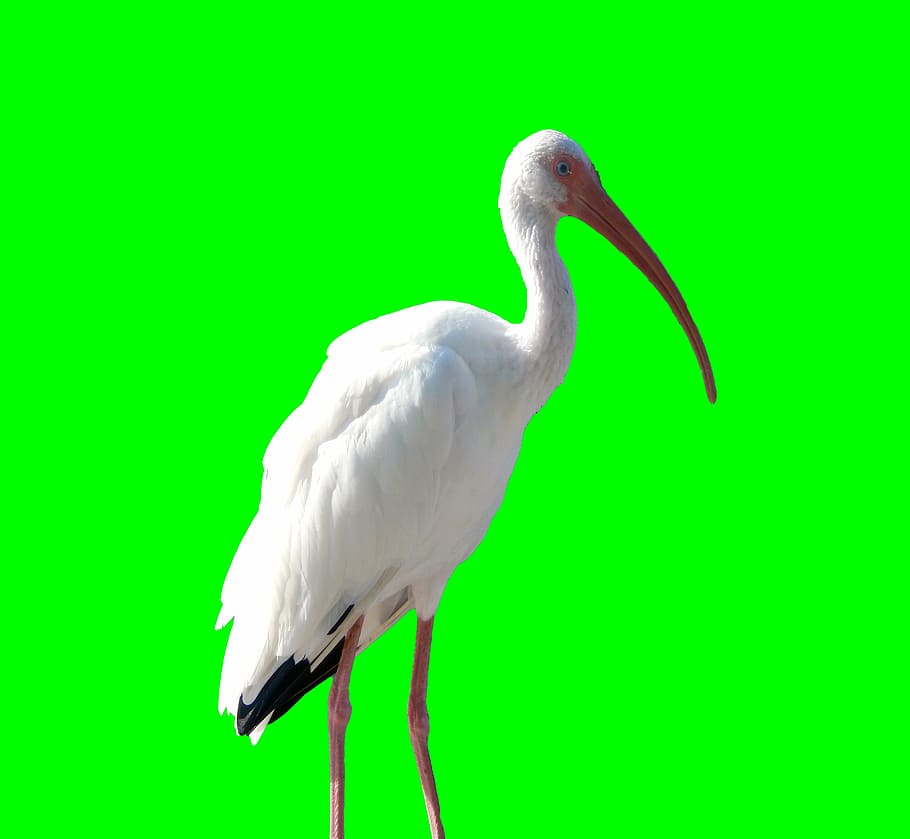 crane, bird, animal, nature, wildlife, white, wings, feathers, HD wallpaper