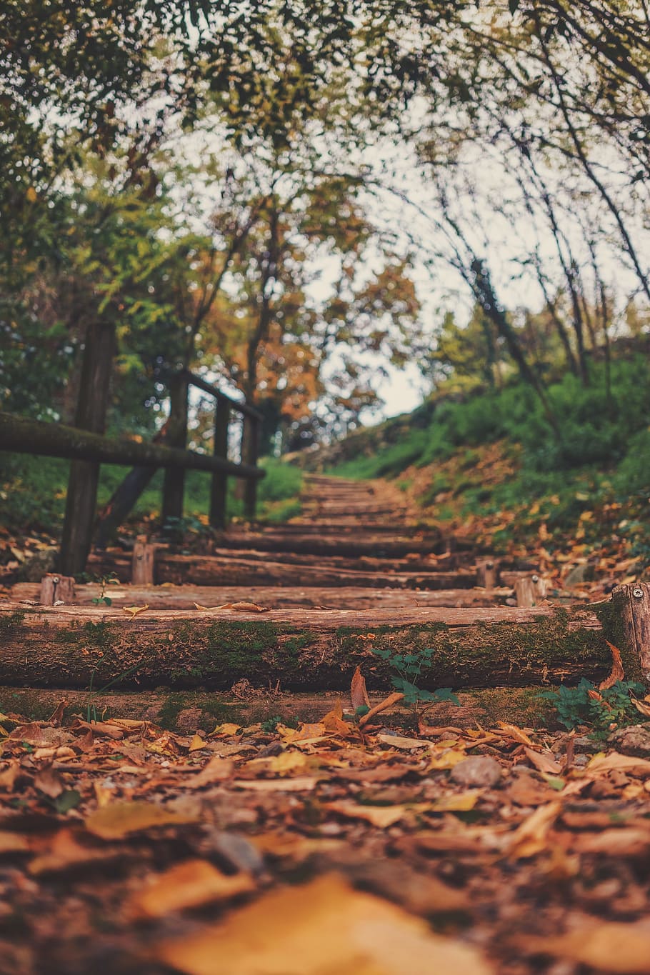 leaf, fall, wooden, stairs, highland, trees, plant, bokeh, nature HD wallpaper