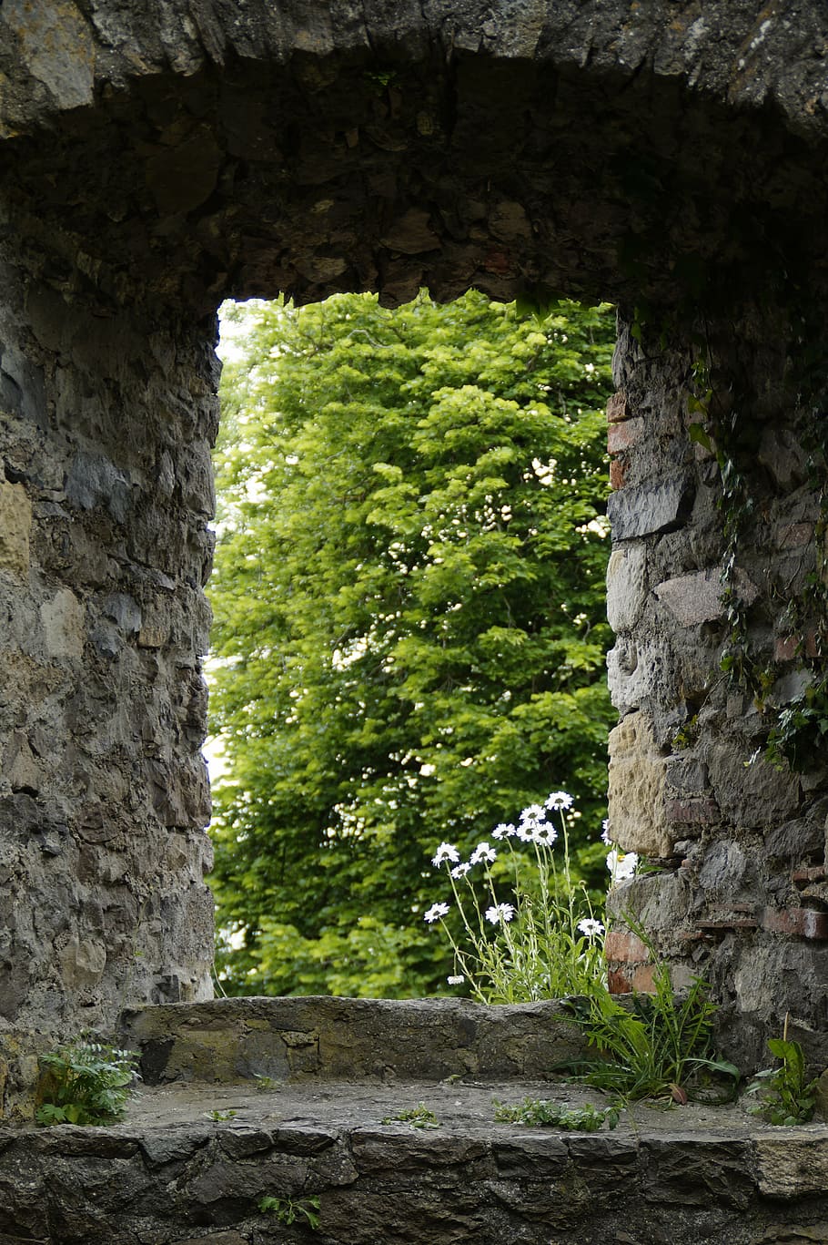 stone gate near tree, castle, ruin, middle ages, hohentwiel, hegau, HD wallpaper