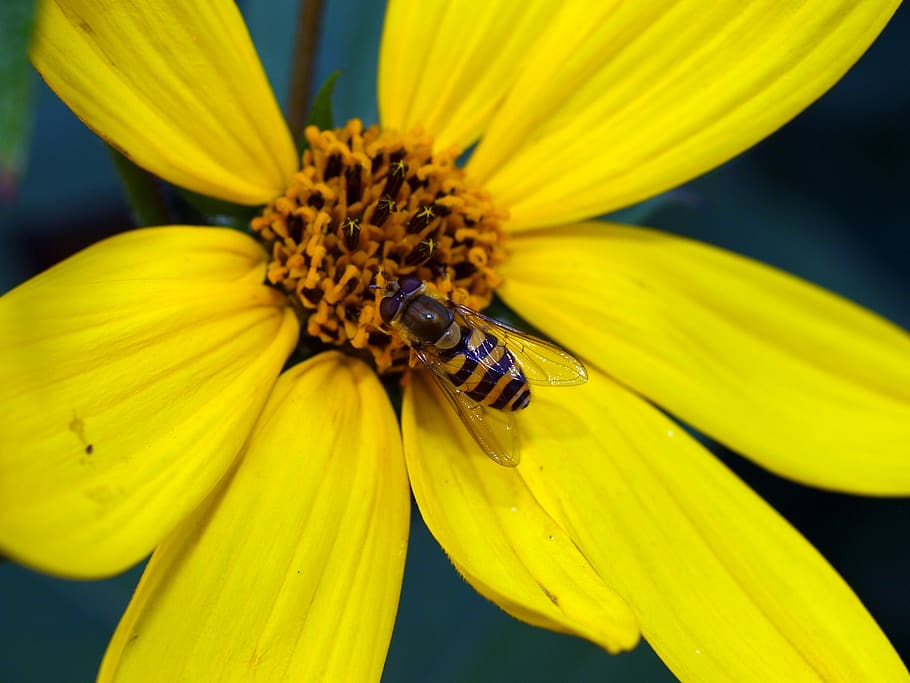 flower, insect, fly, flowering plant, yellow, petal, invertebrate HD wallpaper