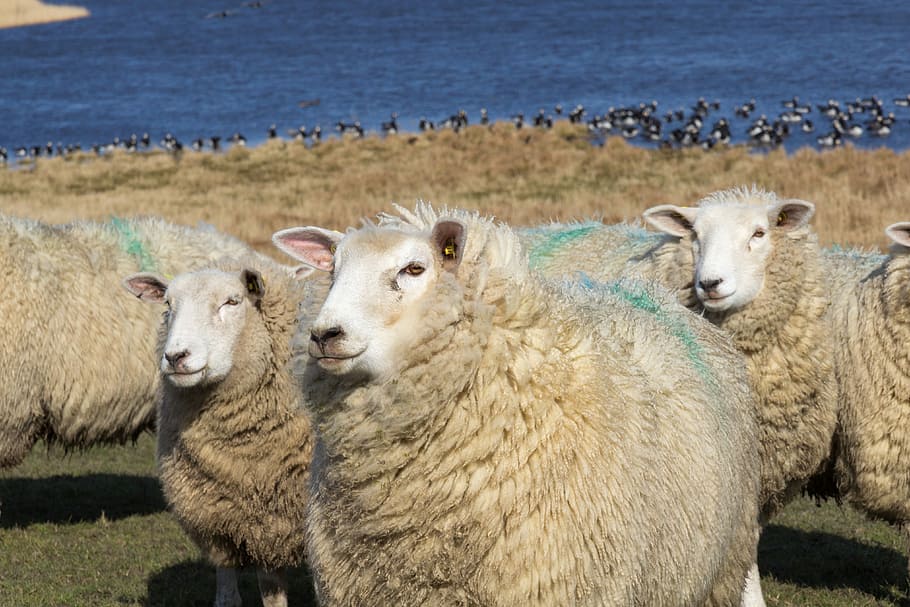 Sheep, Close, Portrait, Face, Meadow, pasture, water, sea, dike HD wallpaper