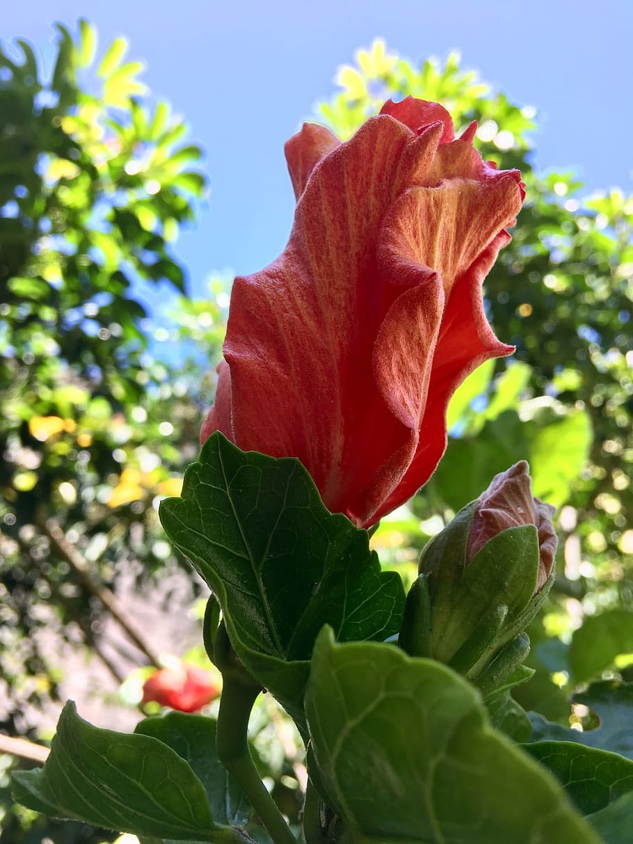 Hibiscus orange 1080P, 2K, 4K, 5K HD wallpapers free download