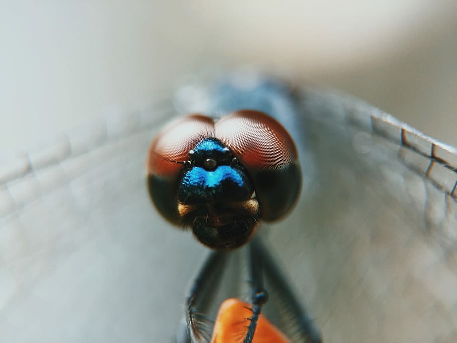 macro photography of dragonfly, macro photography of house fly HD wallpaper