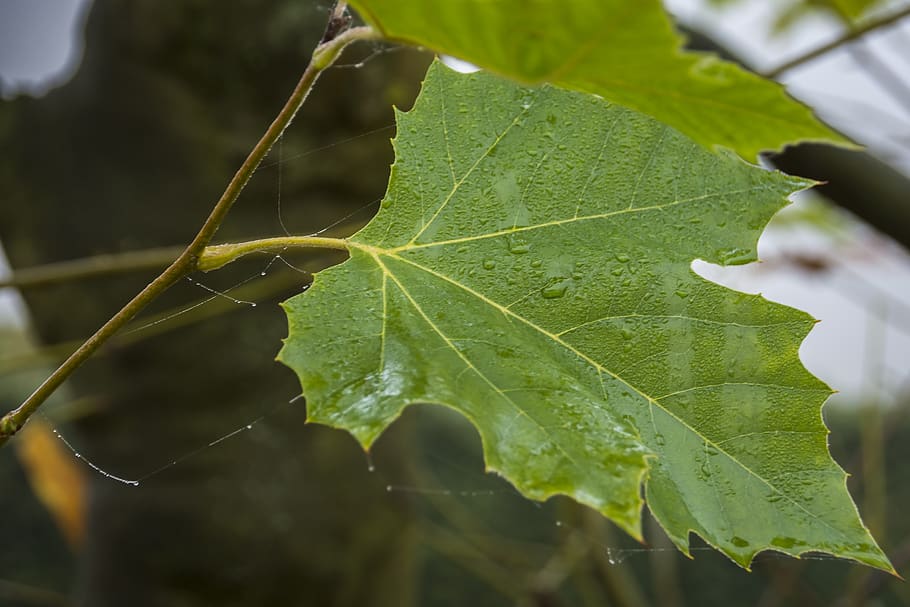 nature, leaf, forest, tree, foliage, leaves, flora, plant part HD wallpaper