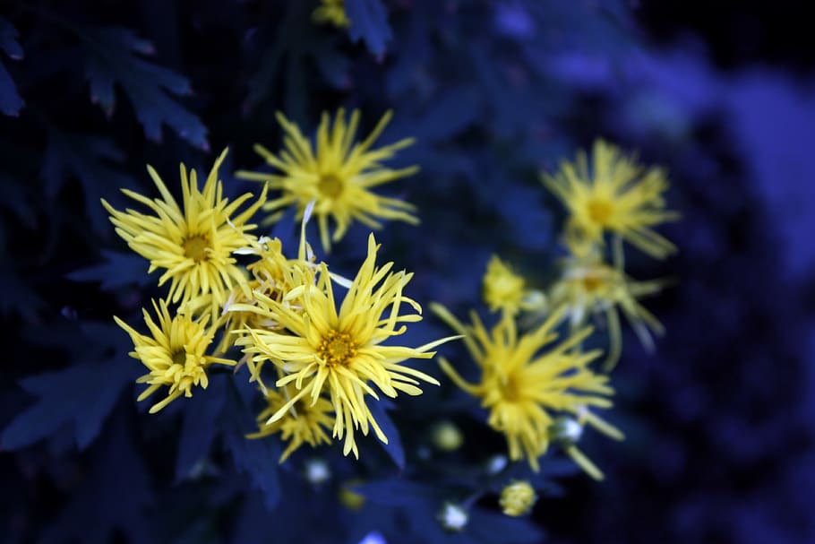 chrysanthemum, yellow, crowding, background, blue, impression HD wallpaper