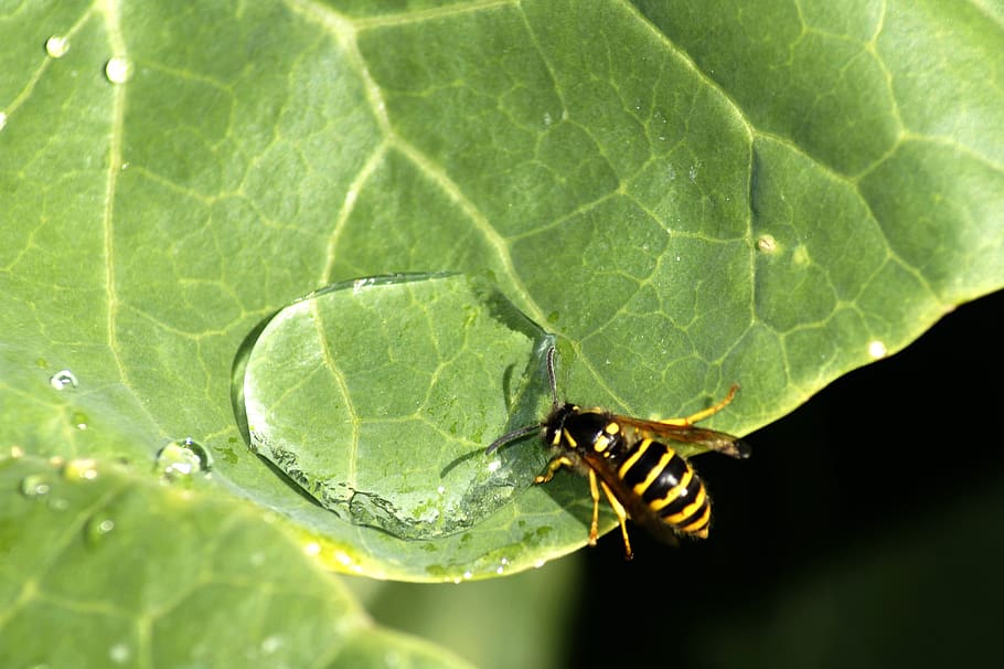 wasp, insect, water, drink, leaf, green, nature, plant part HD wallpaper