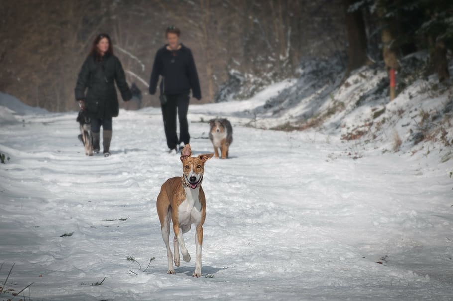 animals, cold, couple, dogs, outdoors, pets, snow, winter, cold temperature HD wallpaper