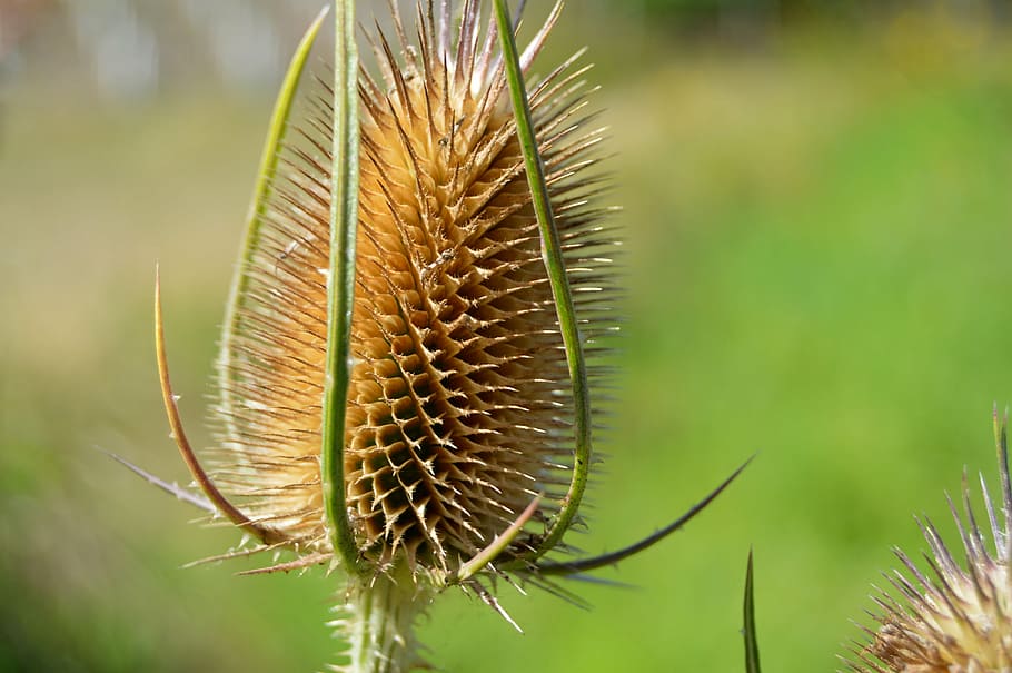 thistle, dry, head, wild thistle, faded, brown, drought, withered HD wallpaper