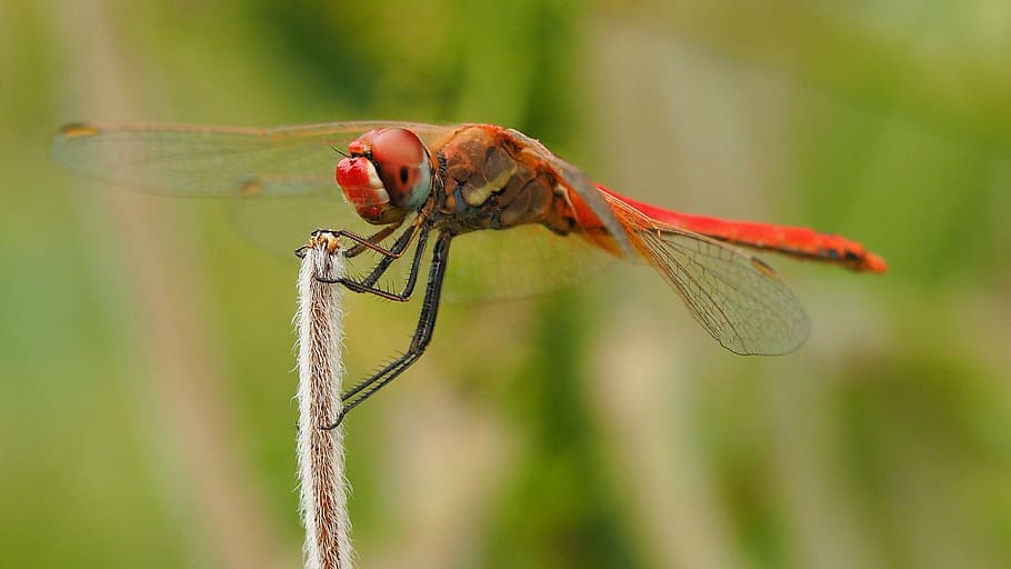 nature, insects, dragonfly, macro, wings, grass, animal themes HD wallpaper