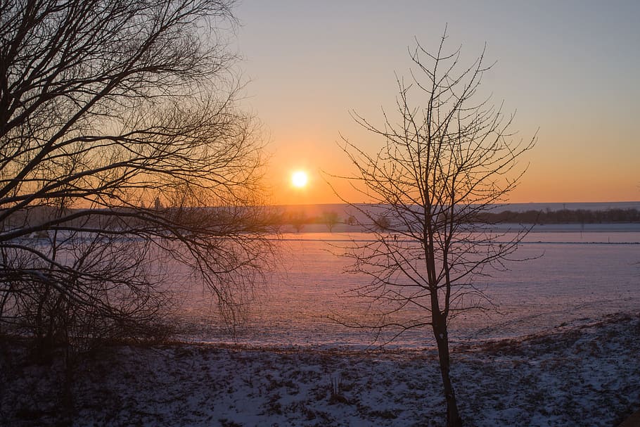 Winter, Sunset, Field, Tree, Nature, snow, bare tree, cold temperature HD wallpaper