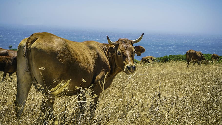herd of cattle on brown grass field at daytime, brown cattle on green grass field HD wallpaper