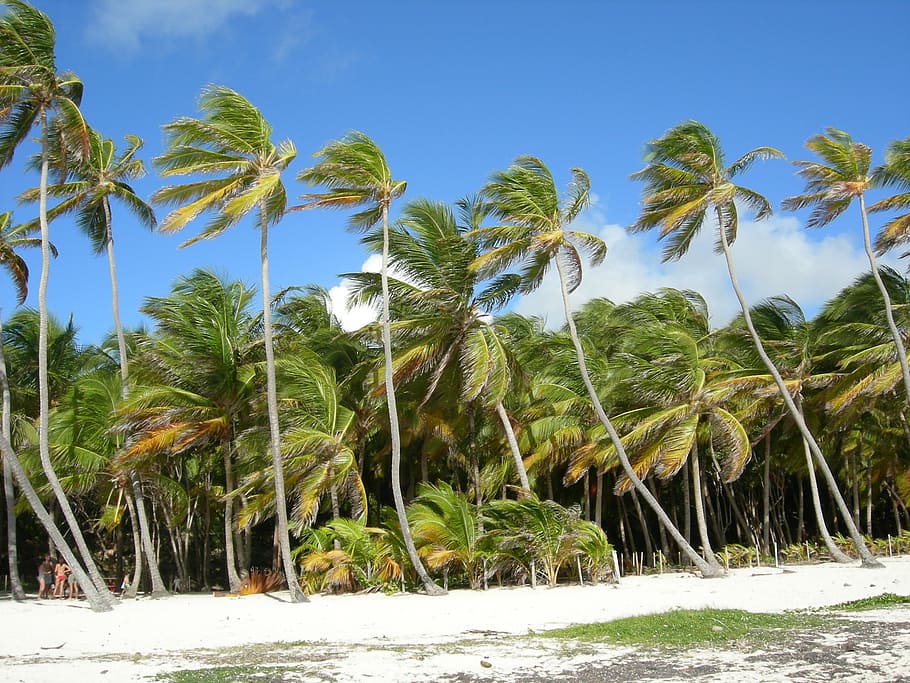 martinique, palms, wind, beach, sea, summer, holiday, sand HD wallpaper