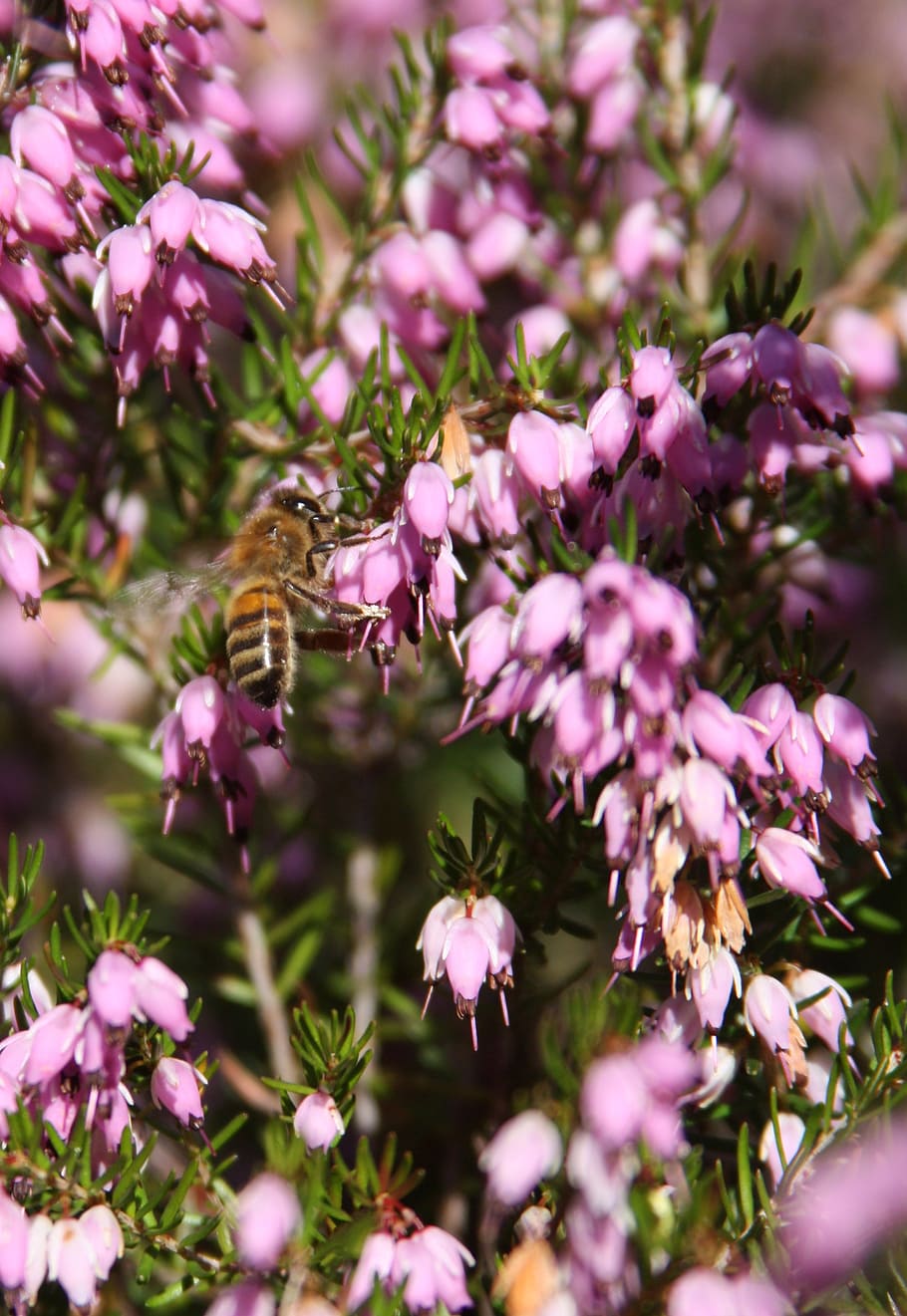 hover fly, flowers, insect, nature, macro, wing, garden, wild HD wallpaper
