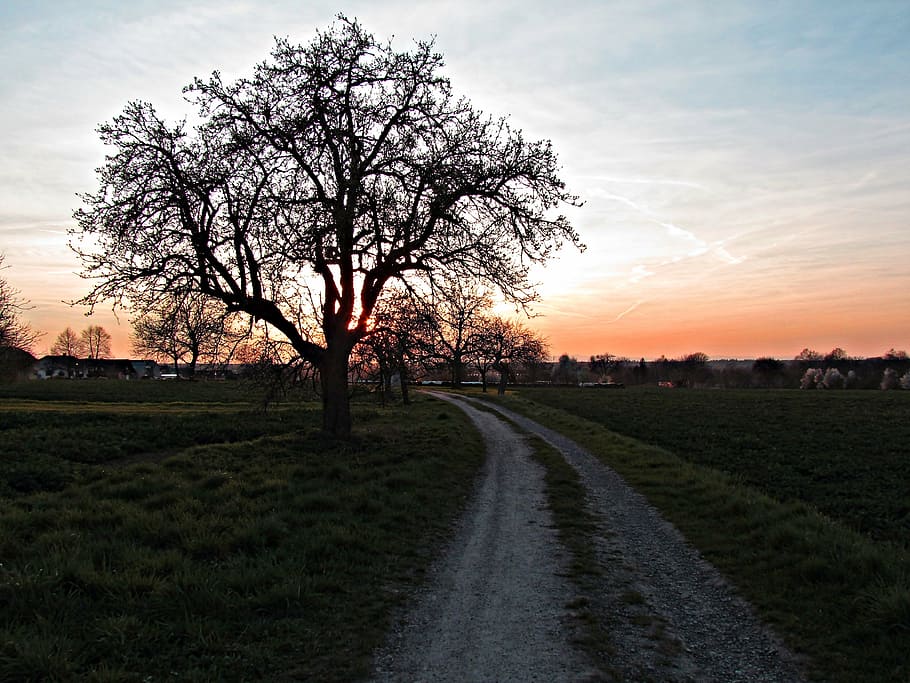 tree, west, lane, landscape, sunset, twilight, sky, plant, field HD wallpaper
