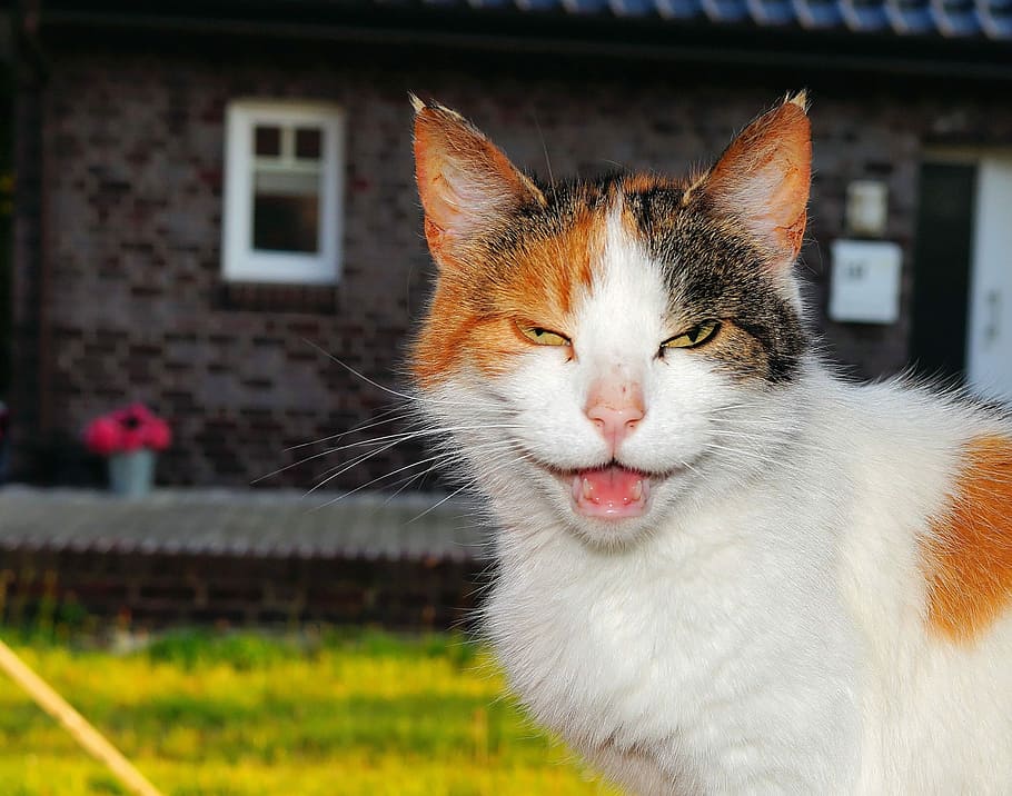 Cat, Coloured, Head, Fur, Pet, three coloured, sweet, close HD wallpaper