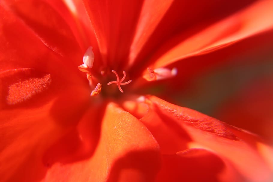 Flower, Geranium, Macro, red, macro photography, stamens, bright HD wallpaper