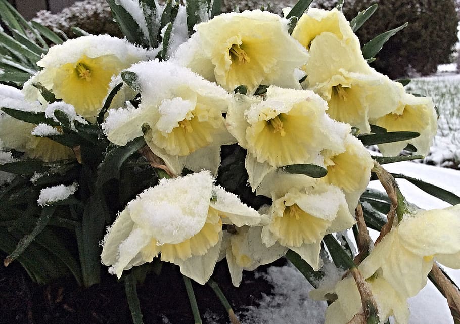 daffodils, snow, early spring, winter, gardening, winter garden HD wallpaper
