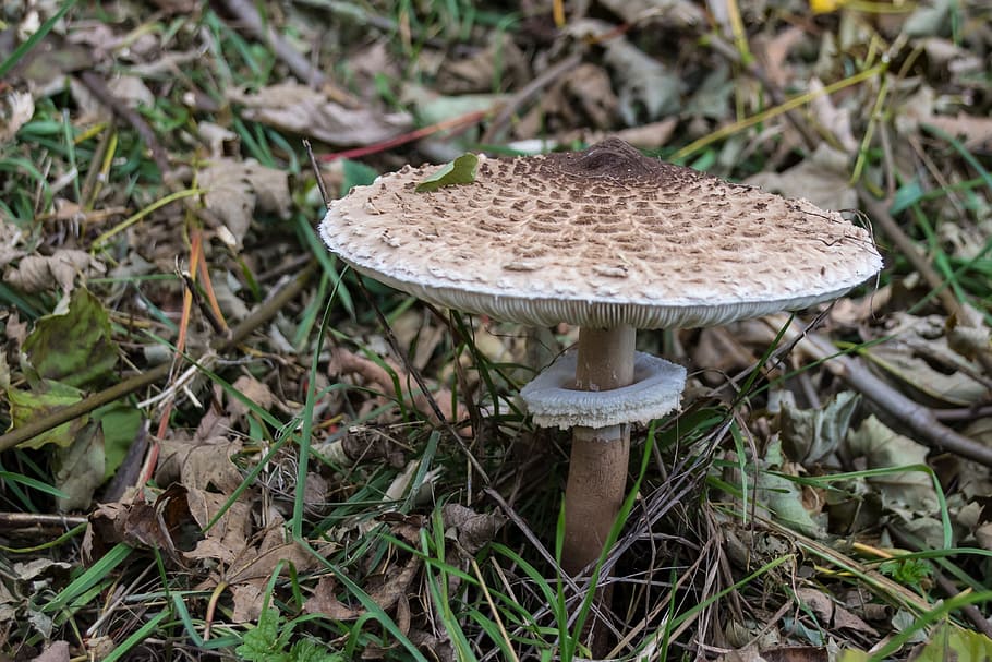 Mushroom, Boletes, ring, giant screen fungus, giant schirmling, HD wallpaper