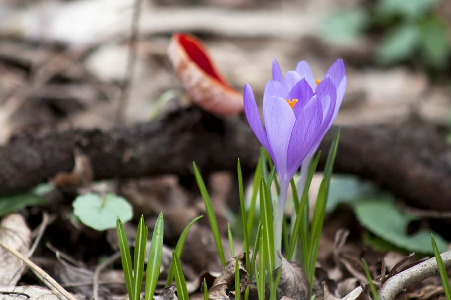 Spring, Flower, Purple, spring flower, green, season, blossom HD wallpaper