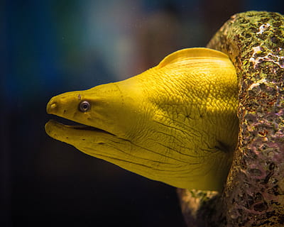 close-up photo of yellow electric eel, aquarium, fish, live HD wallpaper