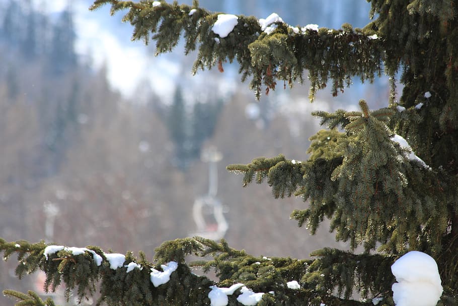 snow, trees, cold, winter, frozen, plant, beauty in nature HD wallpaper