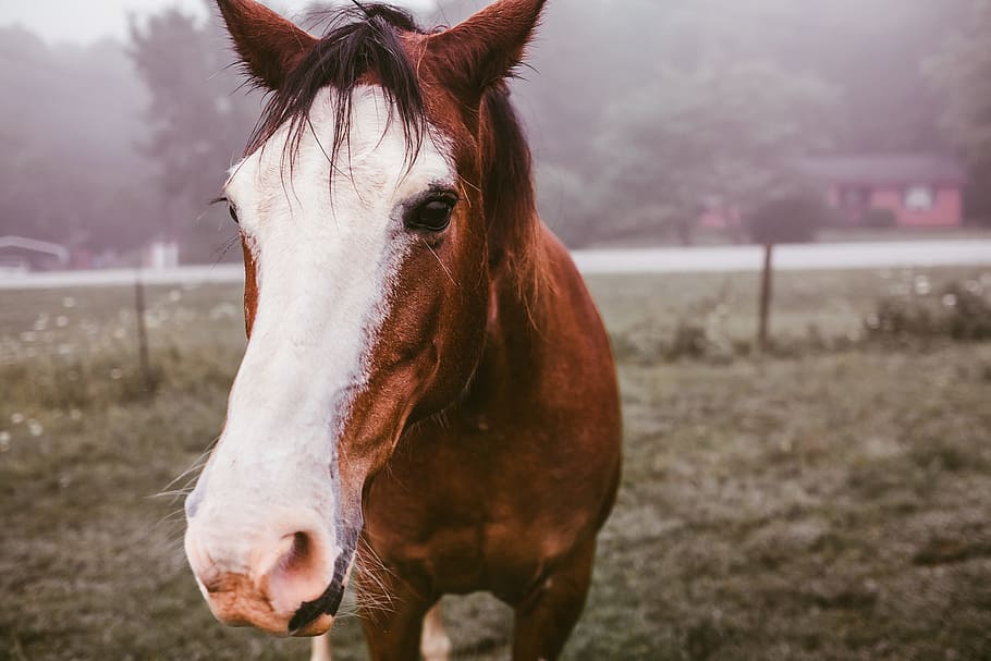 red and whit stallion in green grass lawn, horse, animal, farm HD wallpaper