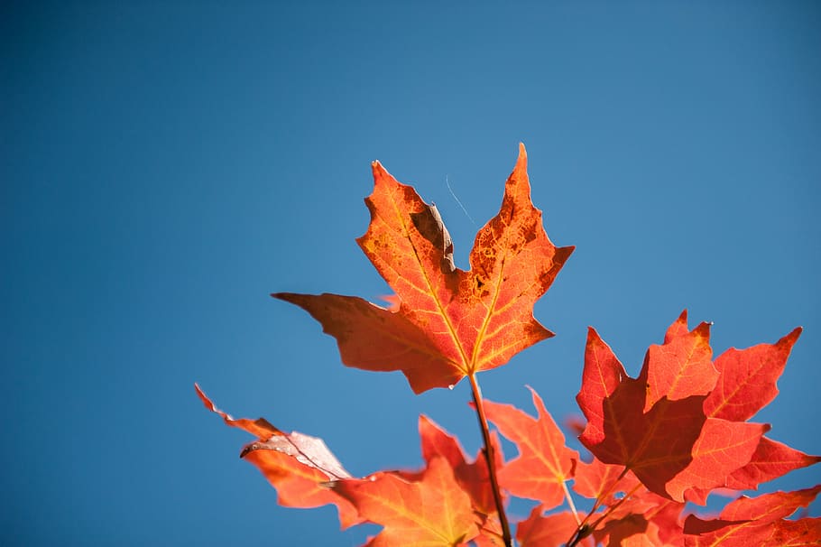 red maple leaf, maple leaves, orange, sky, blue, fall, autumn HD wallpaper