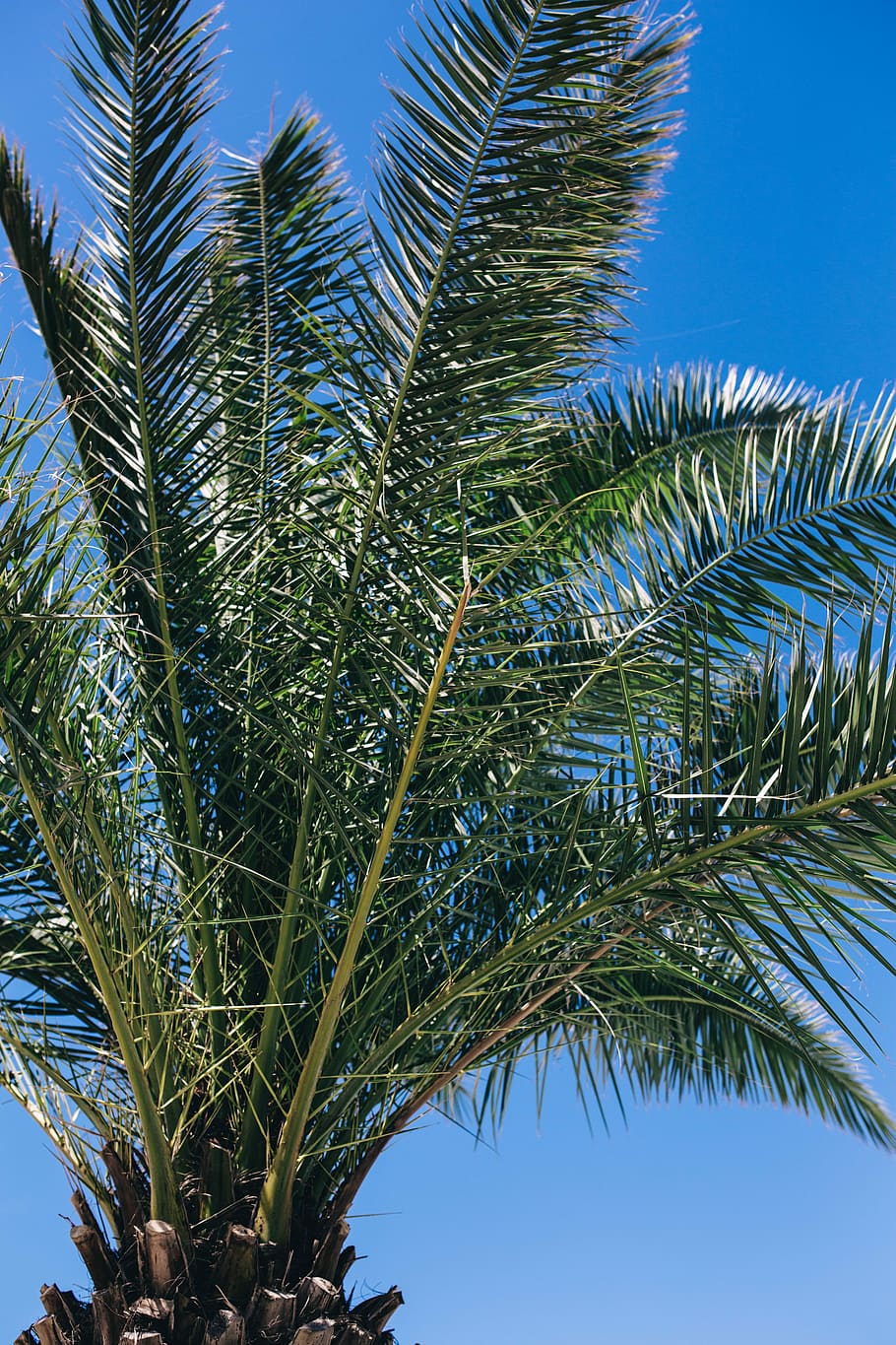 Green palm tree, summer, nature, sky, leaf, leaves, outdoors, HD wallpaper