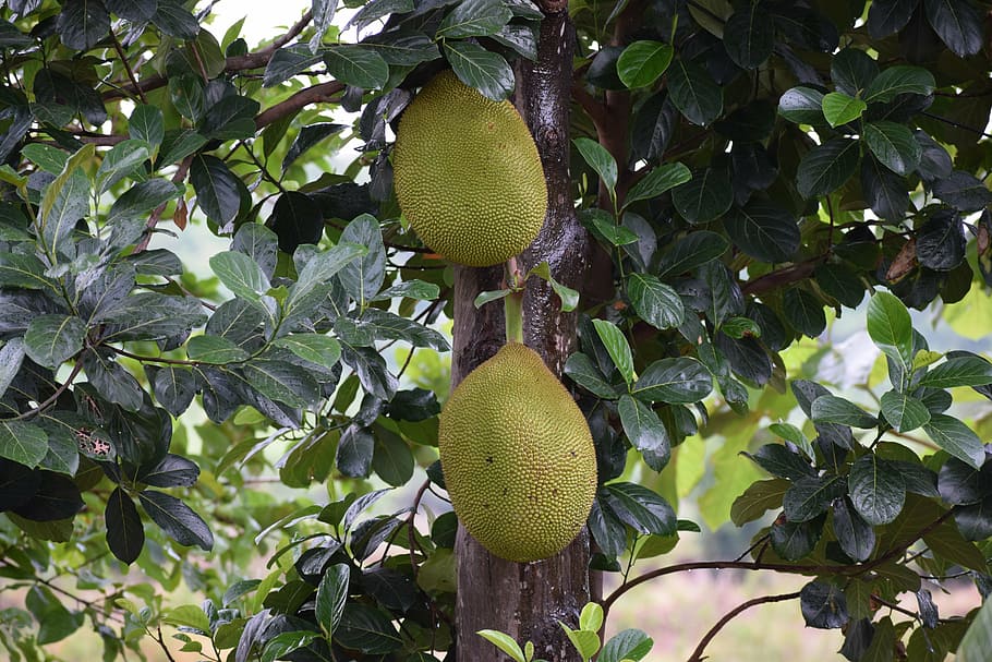 jackfruit, home, food, sweet, organic, healthy, plant, delicious, HD wallpaper