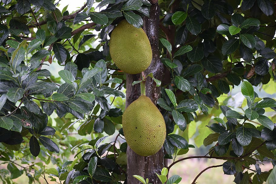 jackfruit, home, food, sweet, organic, healthy, plant, delicious HD wallpaper
