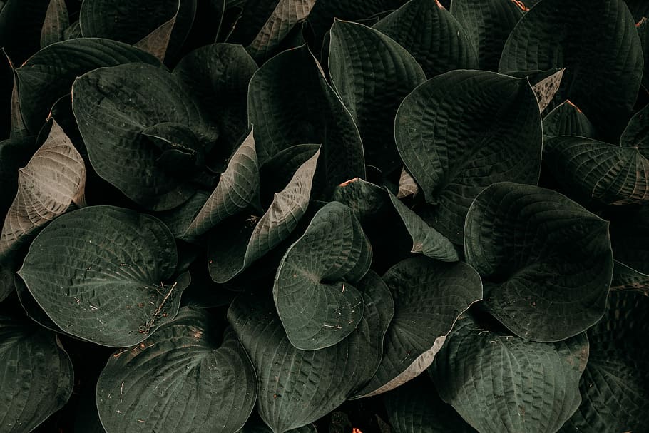green leafed plant, green leaves, green color, plant part, no people HD wallpaper