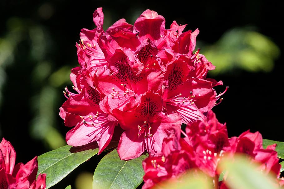 rhododendron, traub notes, doldentraub, inflorescences, genus, HD wallpaper