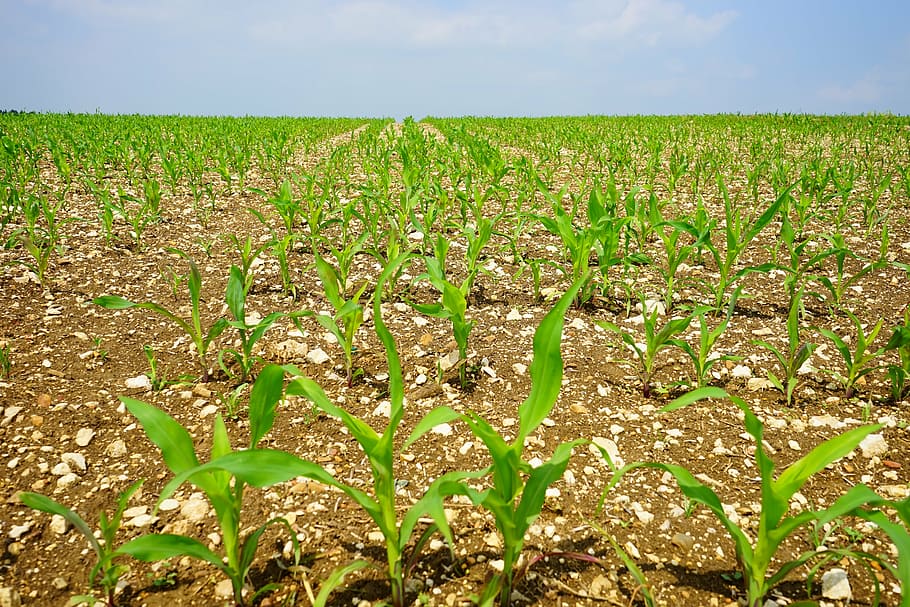 cornfield, arable, young plants, frisch, agriculture, crops HD wallpaper
