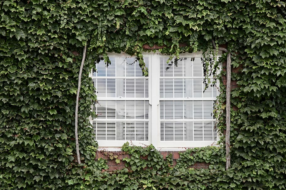 white window surrounded by green plants, closed white glass-panel windowpane HD wallpaper