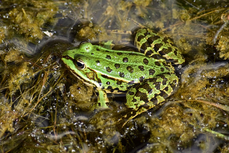 frog, amphibians, green, animal wildlife, animal themes, animals in the wild HD wallpaper