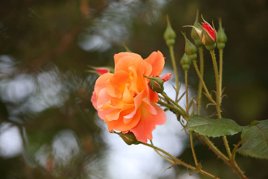 Flowers, Spring, rose, rose vines, nature, landscape, plants HD wallpaper