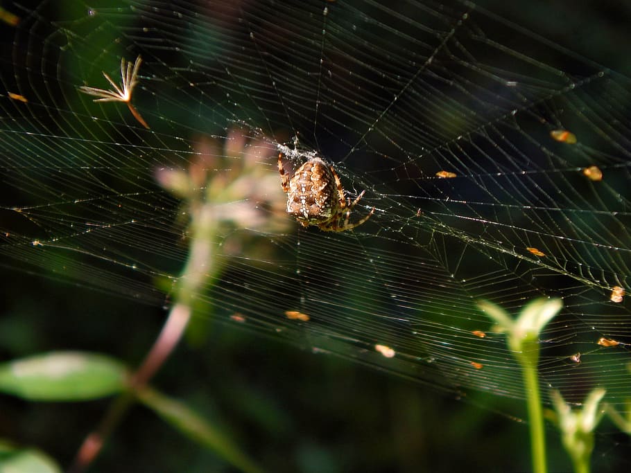 spider, web, crusader, macro, garden, spider web, fragility HD wallpaper