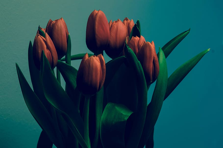 red tulips, bunch, decoration, spring, flowers, floral, bouquet HD wallpaper